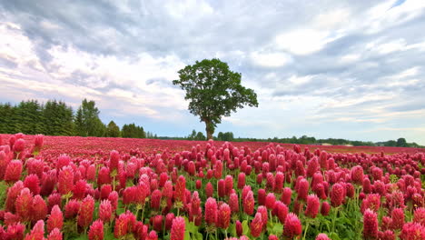 Close-up-shot-over-a-large-red-clover-field-in-full-bloom-on-a-cloudy-spring-evening