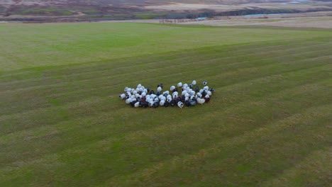 Icelandic-sheep-herd-running-through-a-field