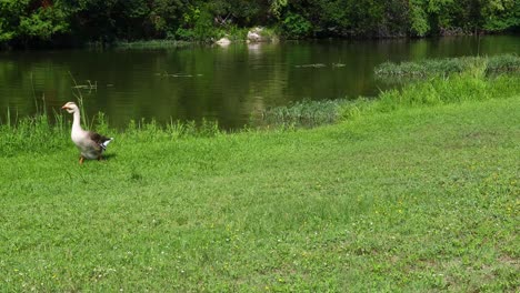 Standbildvideo-Einer-Gans,-Die-Am-Guadalupe-River-In-Kerrville,-Texas-Entlang-Läuft