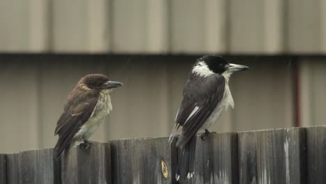 Butcherbird-Y-Joven-Pajarito-Juvenil-Encaramado-En-El-Cerco-Lloviendo-Y-Ventoso-Durante-El-Día-Australia-Gippsland-Victoria-Maffra