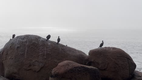 Seabirds-sitting-on-Rocks-overlooking-ocean