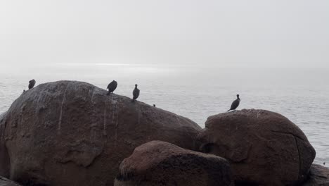 Aves-Marinas-Sentadas-En-Rocas-Con-Vistas-Al-Océano