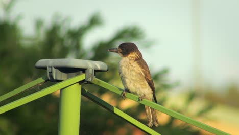 Juvenile-Butcherbird-Perched-On-Washing-Line-Sunset-Golden-Hour-Australia-Gippsland-Victoria-Maffra-Close-Up