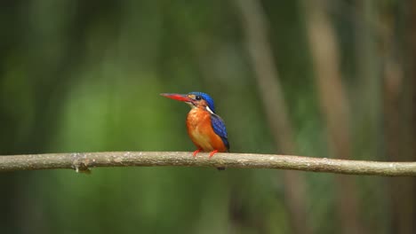beautiful-cute-Blue-eared-kingfisher-bird-perched-on-a-branch-in-the-bright-light-of-day