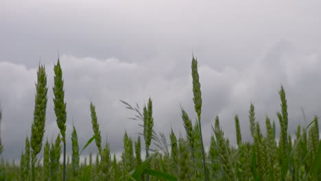 Green-wheat-spikes-move-in-evening-breeze-with-dark-cloud-background,-Latvia