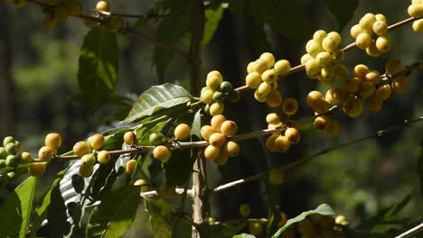 Kaffeepflanzen-In-Guatemala-Fast-Erntereif