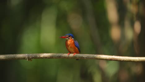 Un-Hermoso-Pájaro-Martín-Pescador-De-Orejas-Azules-Se-Relaja-Observando-A-Su-Presa-Desde-Una-Rama-A-La-Luz-Brillante-Del-Día