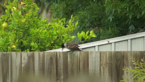 Butcherbird-Y-Bebé-Carnicero-Juvenil-Encaramado-En-La-Valla-Y-Luego-Volar-Lejos-De-Australia-Gippsland-Victoria-Maffra