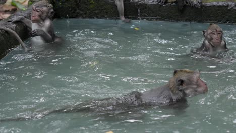 Indonesian-wildlife,-primate-long-tailed-animals,-water-fun,-slow-motion