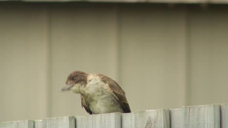 Baby-Ködervogel-Thront-Auf-Zaun,-Pflegt-Und-Zwitschert-Australien-Gippsland-Victoria-Maffra