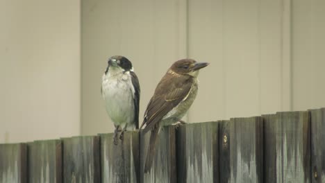 Butcherbird-and-Juvenile-Butcherbird-Chirping-Singing-Perched-On-Fence-Raining-Australia-Gippsland-Victoria-Maffra