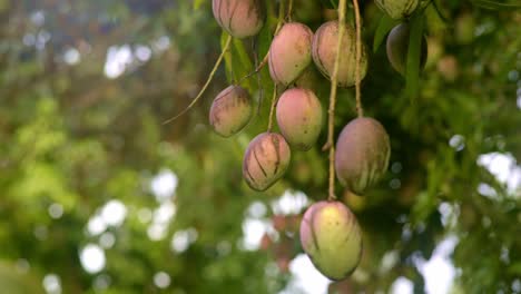 Red-mango-in-a-bunch-hanging-at-height-in-tree,-trees-in-background