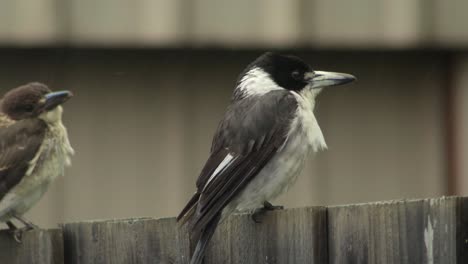 Butcherbird-and-Young-Juvenile-Baby-Bird-Perched-On-Fence-Raining-Daytime-Australia-Gippsland-Victoria-Maffra-Close-Up