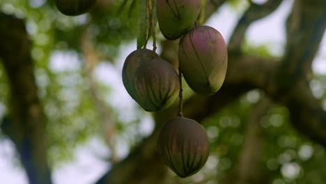 Mango-Rojo-En-Un-Montón-Colgado-En-El-árbol-En-Altura,-Primer-Plano