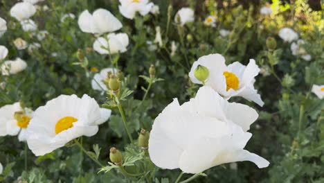 Weiße-Matilja-Mohnblumen-In-Einem-Park