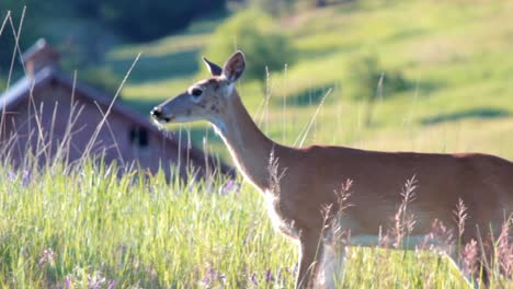 Un-Venado-De-Cola-Blanca-Camina-Sobre-Una-Ladera-Con-Una-Granja-Al-Fondo