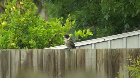 Butcherbird-Perched-On-Fence-Australia-Gippsland-Victoria-Maffra-Daytime