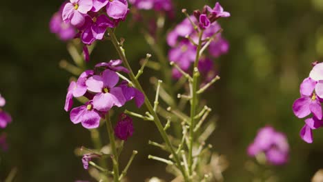Beautiful-Purple-Flowers-Photosynthesizing-Creating-Oxygen-in-Bright-Summer-Sunlight