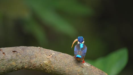 seen-from-behind,-a-Blue-eared-kingfisher-bird-with-blue-back-and-head-feathers-is-eating-fresh-fish-it-has-caught