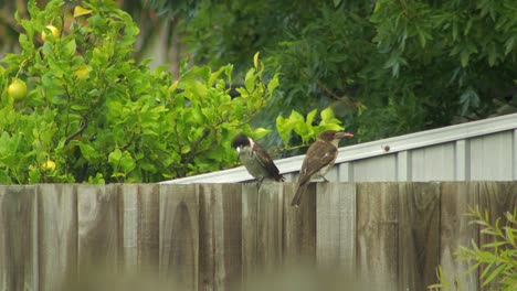 Butcherbird-Y-Bebé-Carnicero-Juvenil-Encaramado-En-La-Valla-Australia-Gippsland-Victoria-Maffra