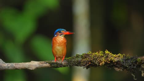 a-beautiful-little-bird-called-a-Blue-eared-kingfisher-bird-was-perched-on-a-branch-that-was-partly-covered-in-moss