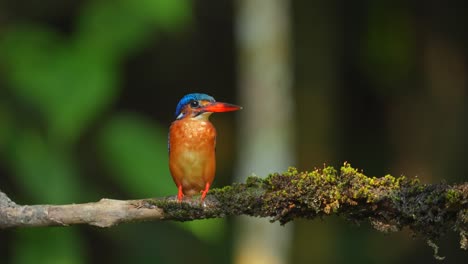 Un-Hermoso-Pajarito-Llamado-Martín-Pescador-De-Orejas-Azules-Estaba-Posado-En-Una-Rama-Que-Estaba-Parcialmente-Cubierta-De-Musgo