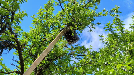 Harvesting-apples-using-traditional-method-in-Eastern-Europe,-using-a-bucket