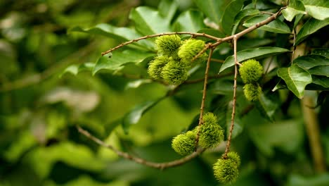 Green-rambutan-unripe-on-tree-in-bunch-around-leaves,-closeup