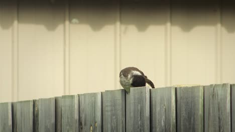 Butcherbird-Posado-En-Una-Valla-Australia-Gippsland-Victoria-Maffra-Tiro-Medio-Diurno