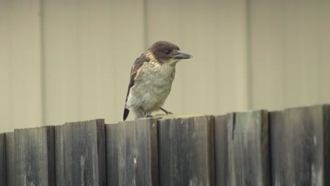 Bebé-Juvenil-Butcherbird-Moviéndose-Encima-De-La-Valla-De-Madera-Australia-Gippsland-Victoria-Maffra-Lloviendo