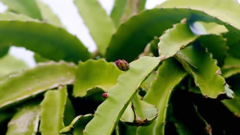 Pequeño-Capullo-De-Flor-De-Fruta-De-Dragón-Rojo-En-Una-Planta-Verde