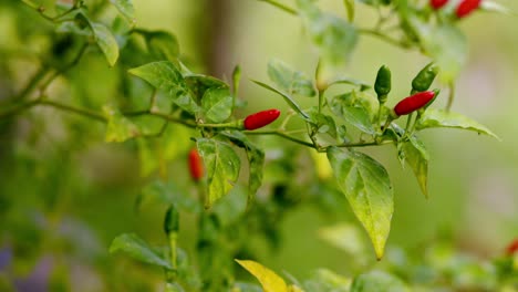 Pequeño-Pimiento-Rojo-Y-Verde-Juntos-En-El-árbol,-Primer-Plano