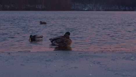 Paisaje-Al-Atardecer-En-La-Orilla-Del-Río,-Patos-Reales,-Acicalarse,-Nadar,-Remar