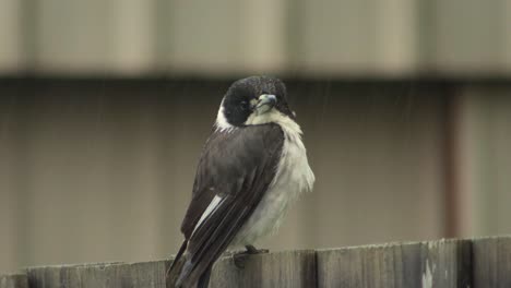 Würgervogel-Sitzt-Auf-Zaun-Während-Regenschauer-Australien-Gippsland-Victoria-Maffra-Nahaufnahme