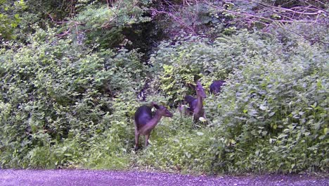 Junge-Irische-Rothirsche-Grasen-Am-Waldrand