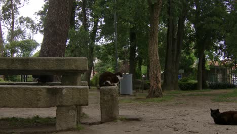 Un-Gato-Descansando-En-Un-Parque-Junto-A-Un-Banco-De-Piedra