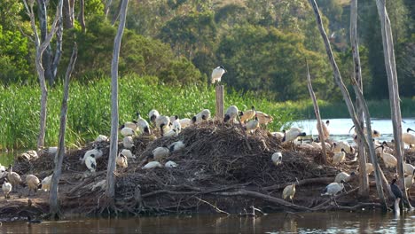 Flock-of-Australian-white-ibis-perched-on-the-island,-roosting-and-nesting-in-the-middle-of-wildlife-lake-during-breeding-season