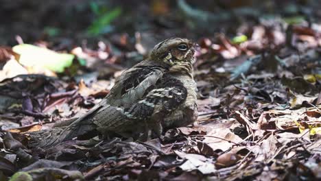 Pájaro-Chotacabras-Y-Polluelo-En-El-Suelo-Del-Bosque---Cerrar