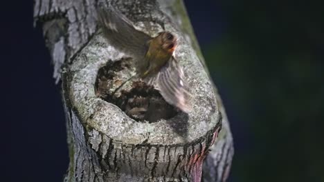 A-Sunda-Scops-Owl-Flew-Away-From-Its-Nest-in-a-Tree-Hollow---Close-Up