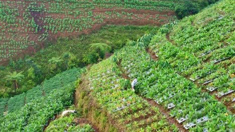 Vista-Aérea-Del-Granjero-Está-Trabajando-En-La-Plantación-De-Tabaco-En-La-Ladera