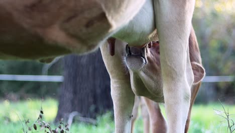 Close-up-of-a-cow's-udder-in-a-field,-focus-on-milking-process-in-a-rural-setting