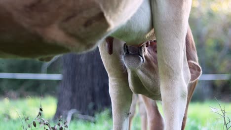 Primer-Plano-De-La-Ubre-De-Una-Vaca-En-Un-Campo,-Centrándose-En-El-Proceso-De-Ordeño-En-Un-Entorno-Rural