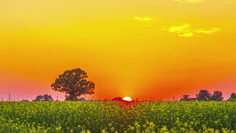 Deep-orange,-golden-sunset-time-lapse-behind-big-tree-and-yellow-flower-field