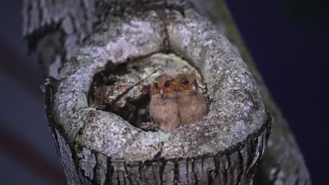 Sunda-Scops-Owls-Nesting-in-a-Tree-Cavity---Close-Up