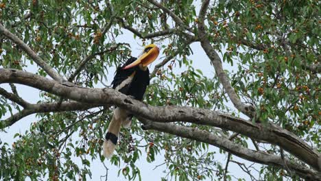 Looking-up-and-then-scratching-to-clean-its-feathers,-a-Great-Hornbill-Buceros-bicornis-is-on-a-fruiting-tree-inside-a-national-park-in-Thailand