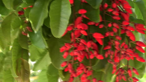 Erythrina-falcata---corticeira-da-serra-is-a-visual-tree-with-edible-red-fruits