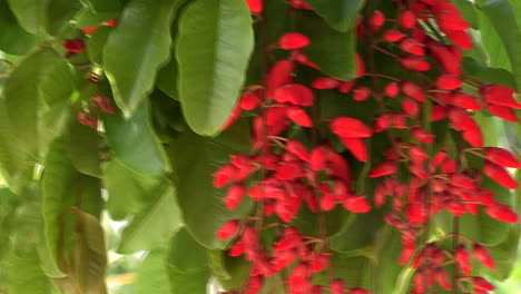 Erythrina-Falcata---Corticeira-Da-Serra-Es-Un-árbol-Visual-Con-Frutos-Rojos-Comestibles