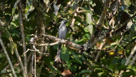 Looking-around-while-perching-on-a-branch-of-a-tree-inside-a-nationla-park,-an-Ashy-Drongo-Dicrurus-leucophaeus-is-flicking-its-tail