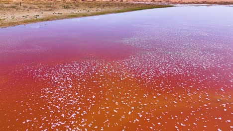 Aerial-shot-overhead-the-pink-and-orange-water-in-Wulan-Lake-in-Tengger-Desert,-China