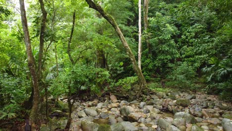 Rocky-riverbed-and-shallow-flowing-water-surrounded-by-a-canopy-of-tropical-trees